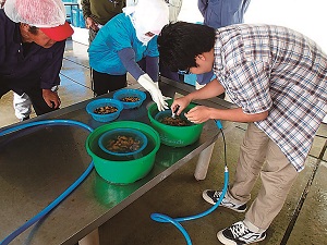 地域の漁業者の協力を得ながらウニのわたとりシステムの実験を行っています