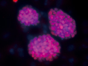 iPS細胞における蛍光免疫染色によるNanogタンパク質の可視化 